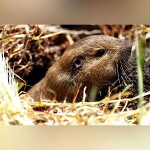Gopher, canvased photograph
